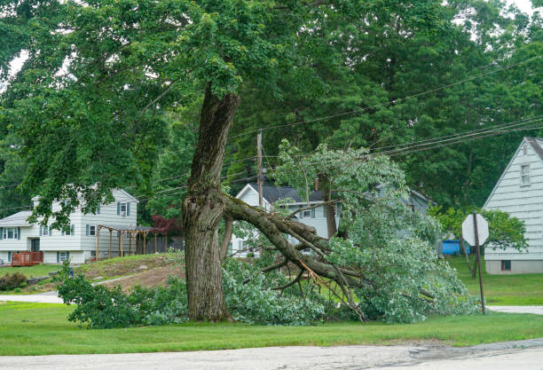 The Steps Involved in Our Tree Care Process in Muldrow, OK